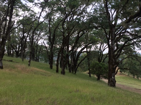 Trees above driveway.JPG
